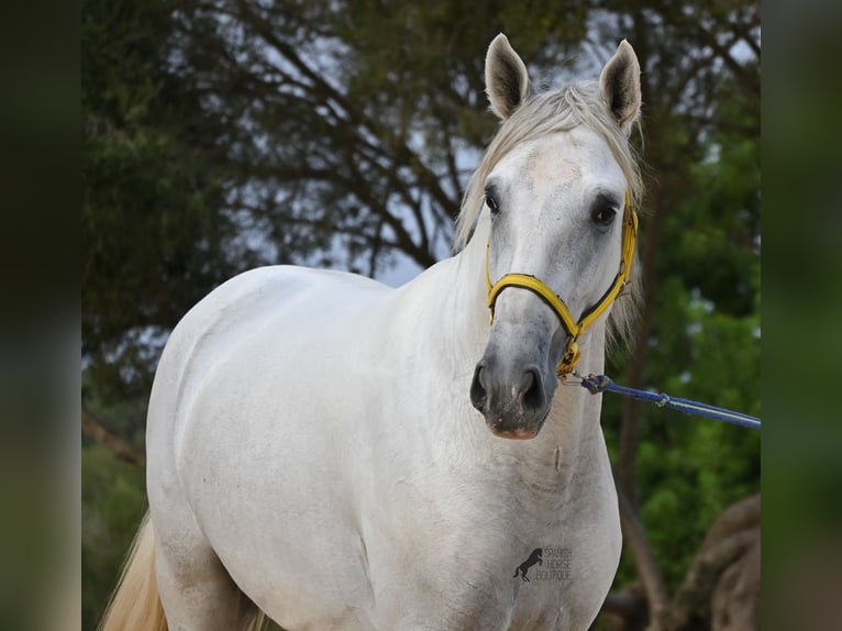 Andaluso Stallone 3 Anni 162 cm Grigio in Menorca