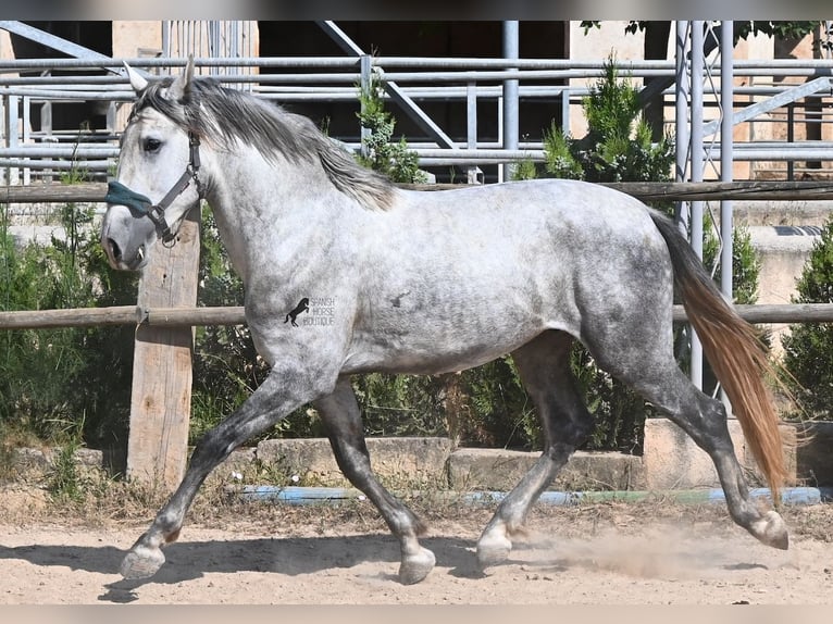 Andaluso Stallone 3 Anni 163 cm Grigio in Mallorca