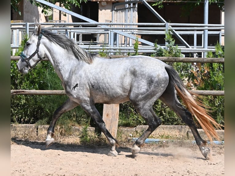 Andaluso Stallone 3 Anni 163 cm Grigio in Mallorca