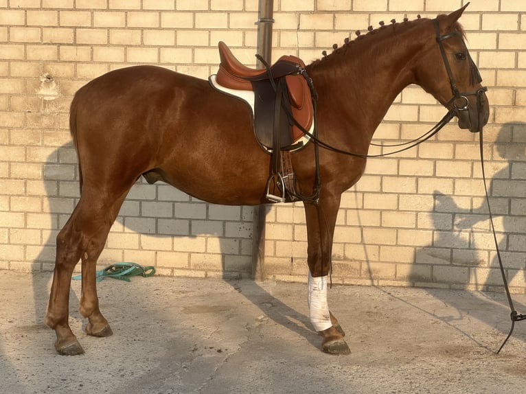 Andaluso Stallone 3 Anni 164 cm Sauro in Villaviciosa de odon