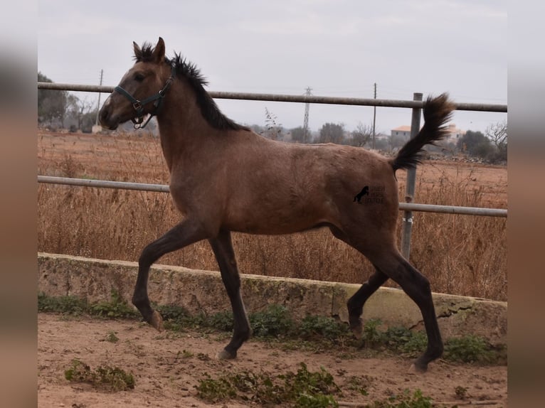 Andaluso Stallone 3 Anni 165 cm Grigio in Mallorca