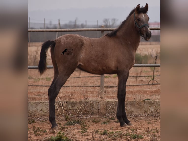 Andaluso Stallone 3 Anni 165 cm Grigio in Mallorca