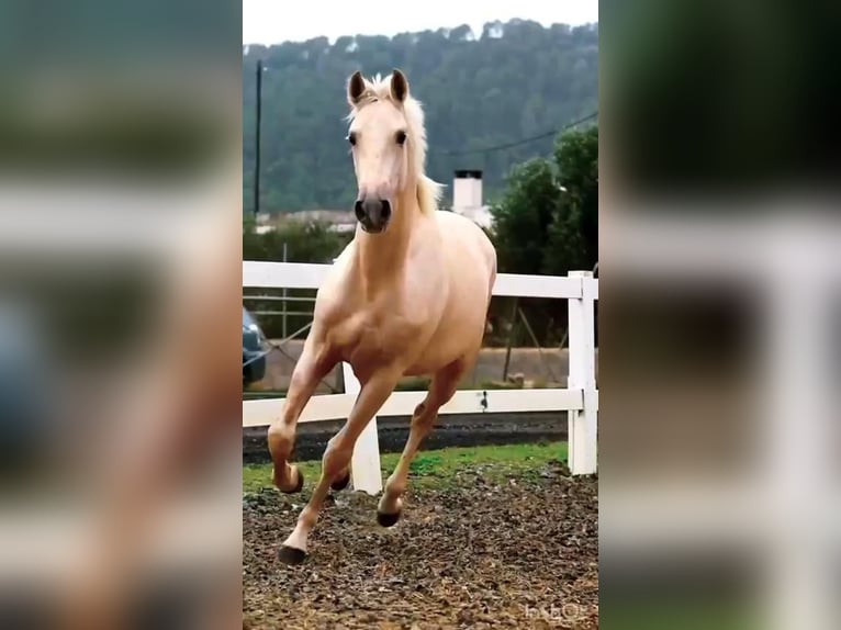 Andaluso Stallone 3 Anni 165 cm Palomino in Barcelona