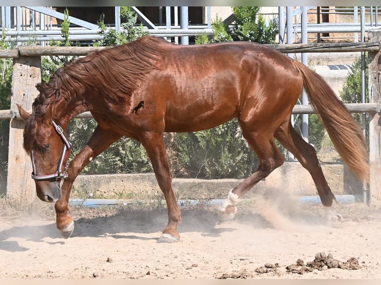 Andaluso Stallone 3 Anni 165 cm Sauro in Mallorca