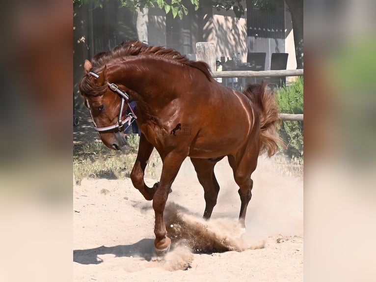 Andaluso Stallone 3 Anni 165 cm Sauro in Mallorca