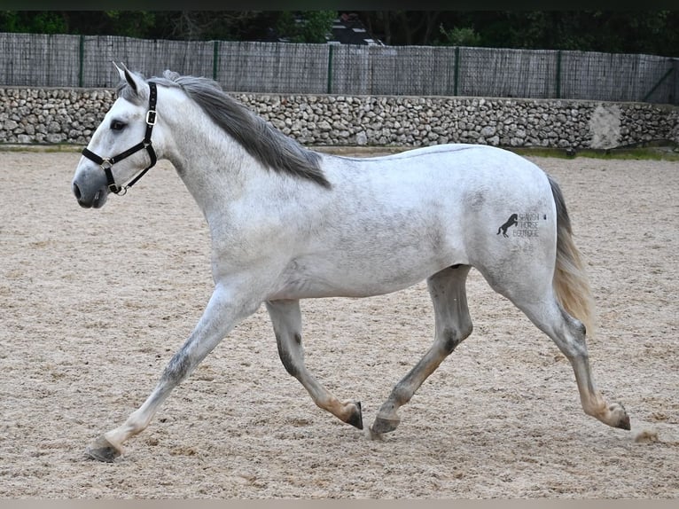 Andaluso Stallone 3 Anni 168 cm Grigio in Menorca