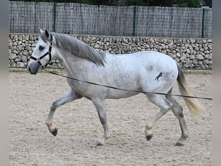 Andaluso Stallone 3 Anni 168 cm Grigio in Menorca