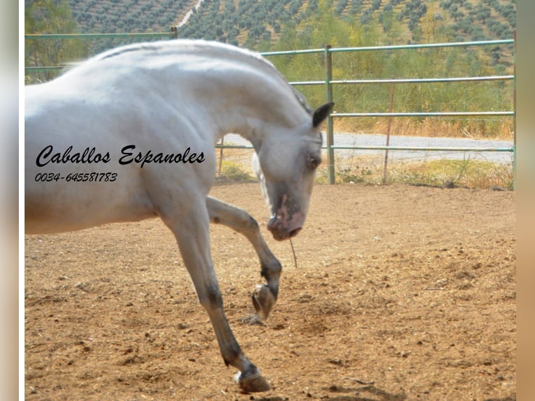 Andaluso Stallone 3 Anni 168 cm Pezzato in Vejer de la Frontera