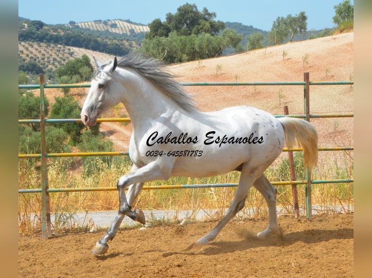 Andaluso Stallone 3 Anni 168 cm Pezzato in Vejer de la Frontera