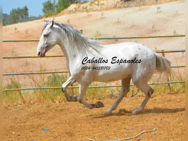 Andaluso Stallone 3 Anni 168 cm Pezzato in Vejer de la Frontera