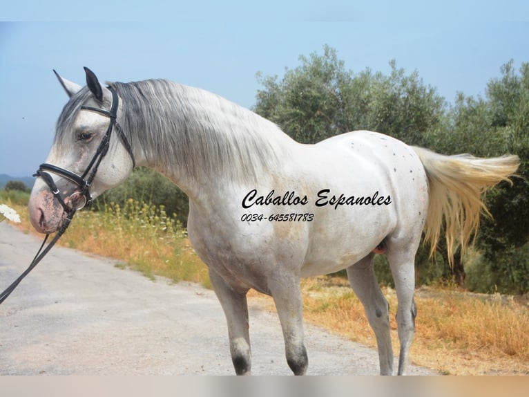 Andaluso Stallone 3 Anni 168 cm Pezzato in Vejer de la Frontera