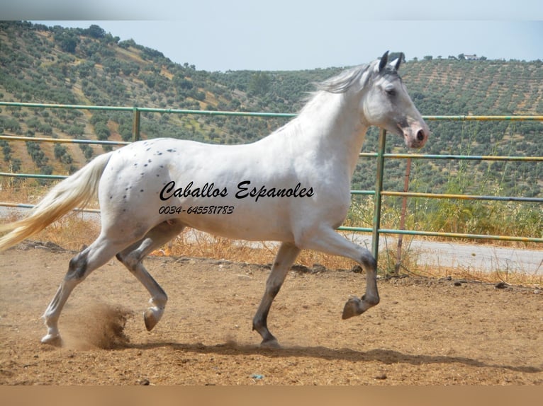 Andaluso Stallone 3 Anni 168 cm Pezzato in Vejer de la Frontera