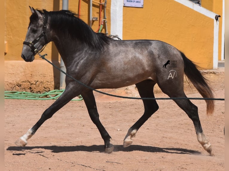 Andaluso Stallone 3 Anni 170 cm Grigio in Menorca