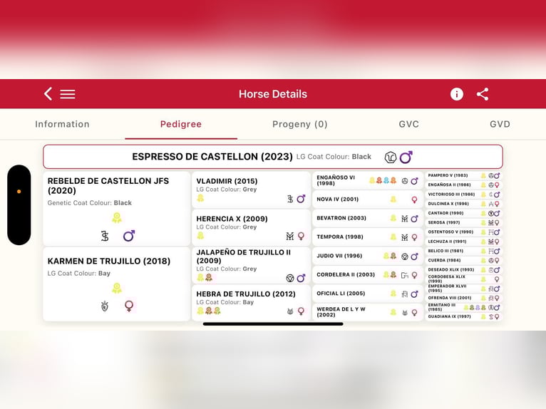 Andaluso Stallone 3 Anni 173 cm Morello in Corona, CA