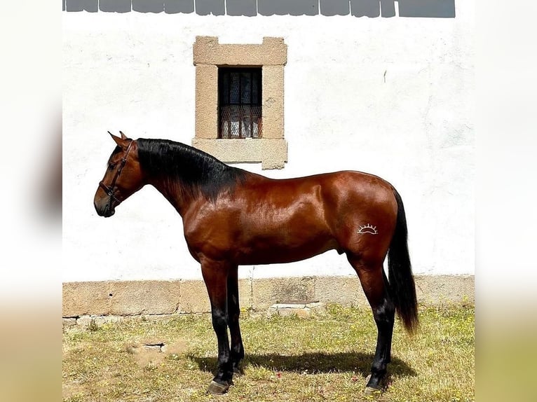 Andaluso Stallone 3 Anni 178 cm Baio ciliegia in Teruel