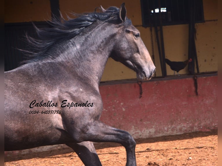 Andaluso Stallone 3 Anni Grigio ferro in Vejer de la Frontera