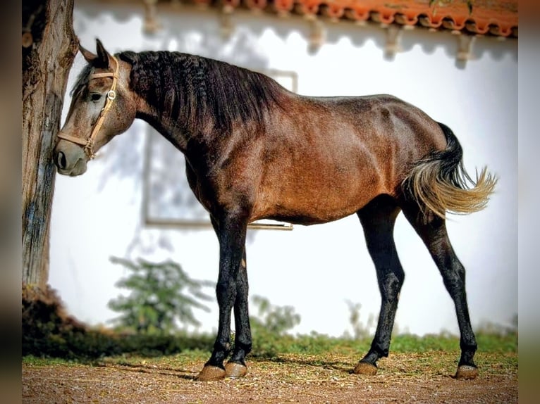 Andaluso Stallone 4 Anni 155 cm Falbo baio in Valencia