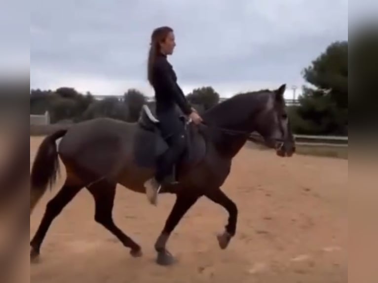 Andaluso Stallone 4 Anni 155 cm Leardo in Valencia