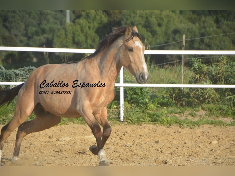 Andaluso Stallone 4 Anni 156 cm Falbo in Vejer de la Frontera