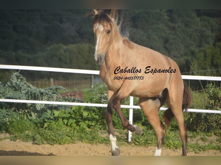 Andaluso Stallone 4 Anni 156 cm Falbo in Vejer de la Frontera