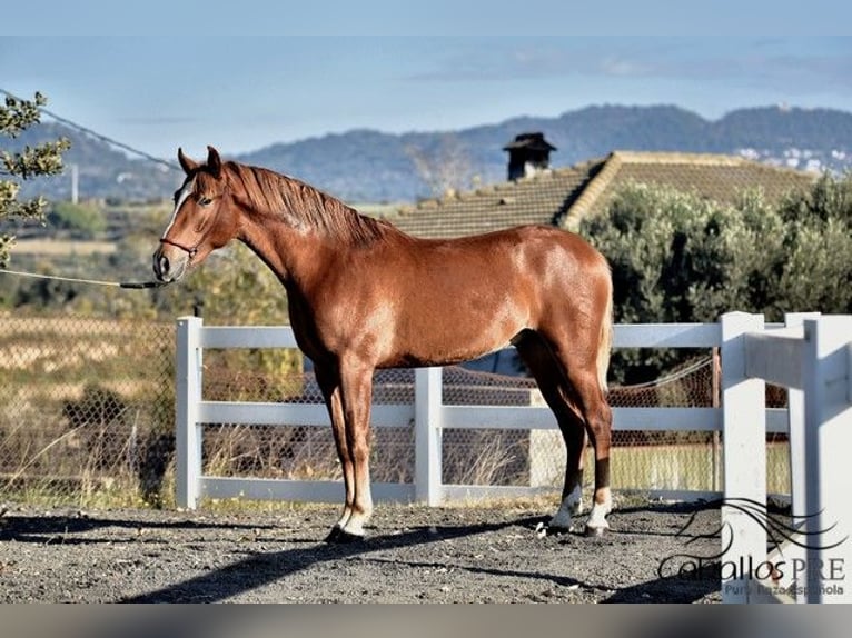 Andaluso Stallone 4 Anni 157 cm Sauro in Barcelona