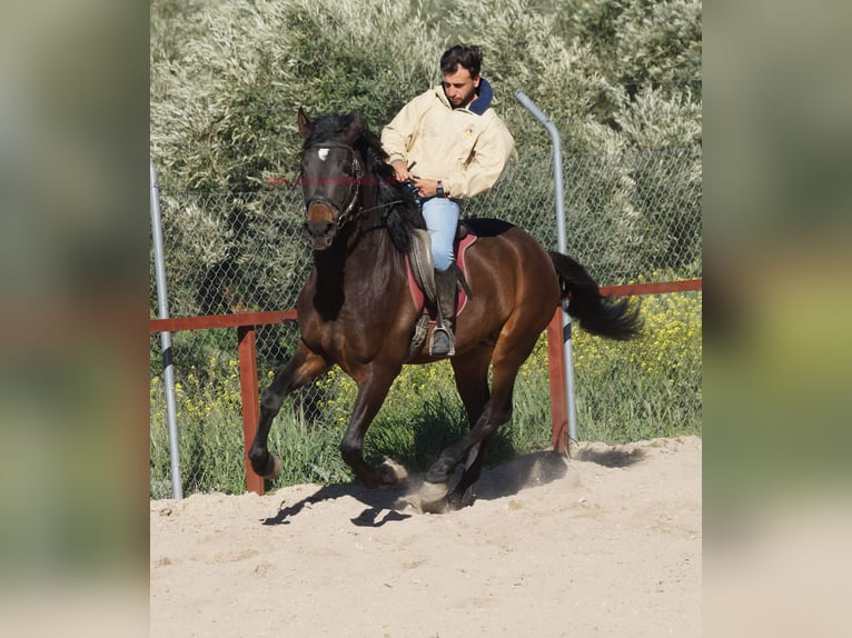 Andaluso Stallone 4 Anni 158 cm Baio in Pruna