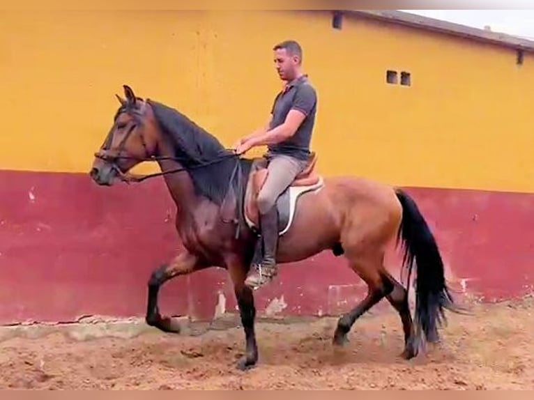 Andaluso Stallone 4 Anni 159 cm Baio in Sanlucar