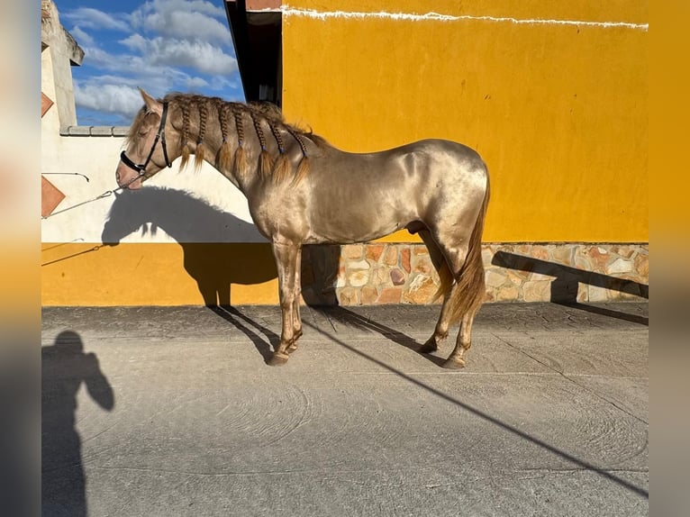 Andaluso Stallone 4 Anni 159 cm Perlino in Valderrubio
