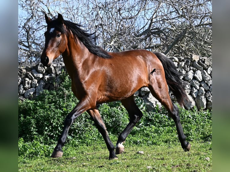 Andaluso Stallone 4 Anni 160 cm Baio in Menorca