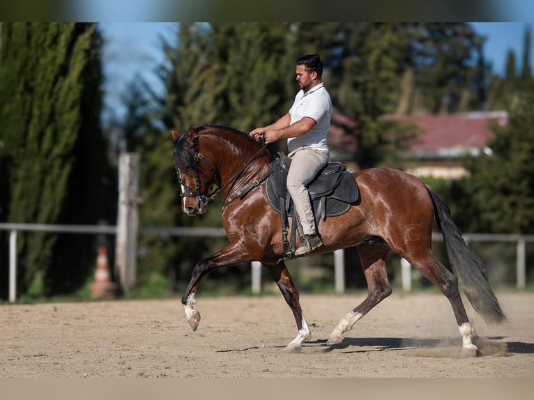 Andaluso Stallone 4 Anni 161 cm Baio ciliegia in Caumont-sur-Durance