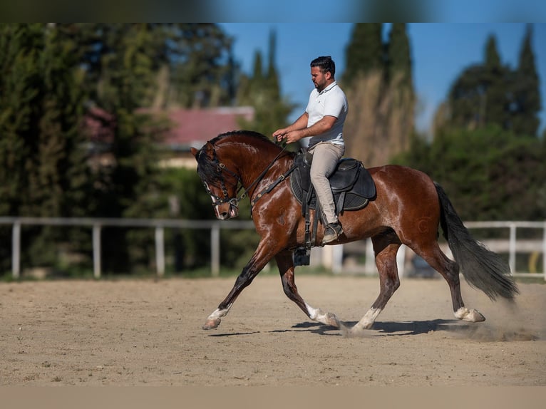 Andaluso Stallone 4 Anni 161 cm Baio ciliegia in Caumont-sur-Durance