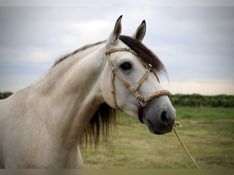 Andaluso Stallone 4 Anni 162 cm Falbo baio in Valencia