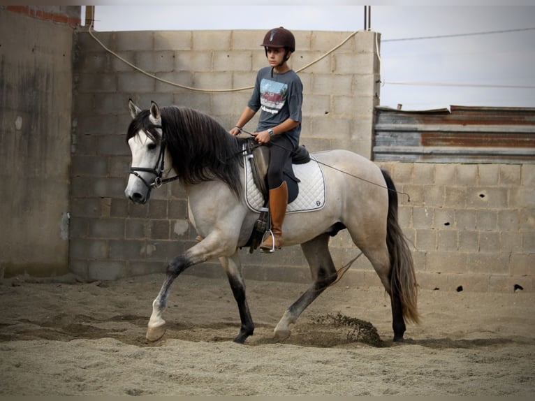 Andaluso Stallone 4 Anni 162 cm Falbo baio in Valencia
