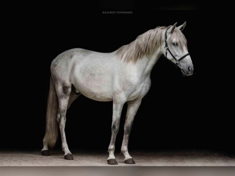 Andaluso Stallone 4 Anni 162 cm Grigio in 1423