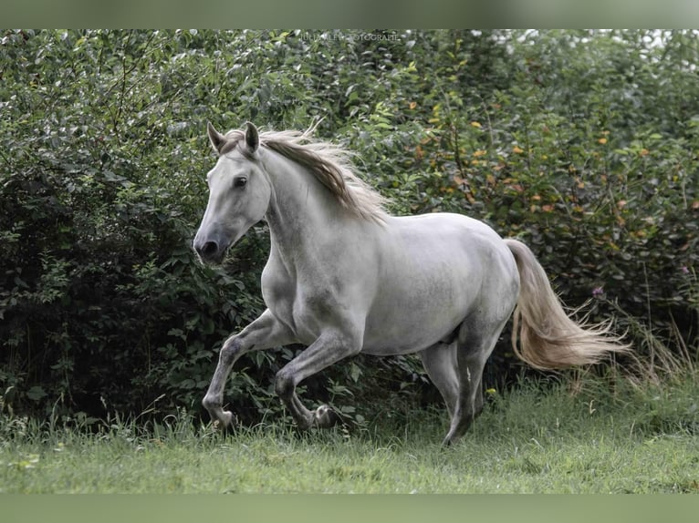 Andaluso Stallone 4 Anni 162 cm Grigio in 1423