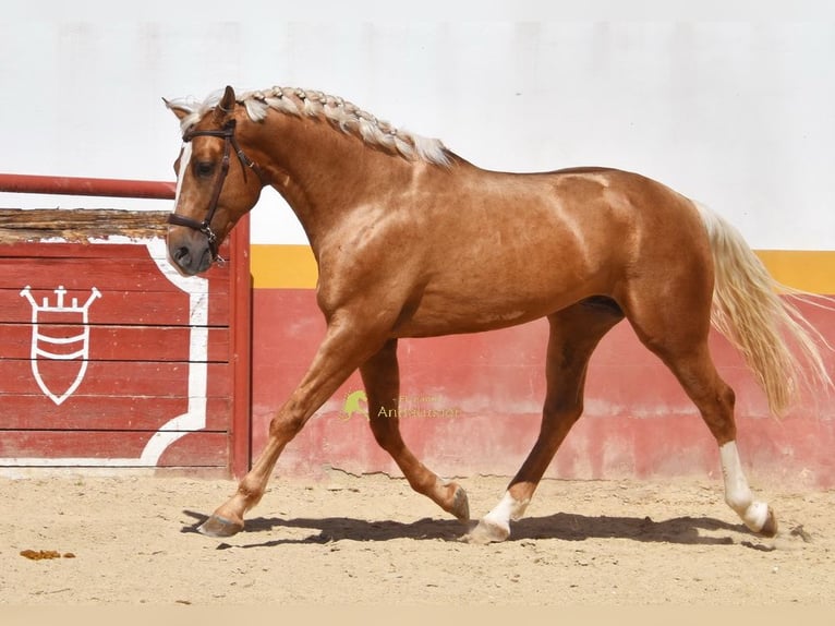 Andaluso Stallone 4 Anni 163 cm Palomino in Provinz Cordoba