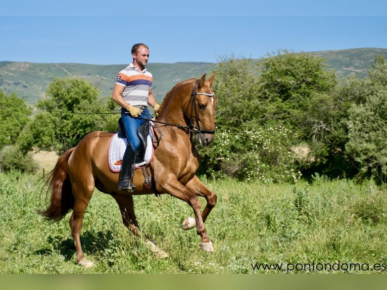 Andaluso Stallone 4 Anni 163 cm Sauro ciliegia in Espirdo