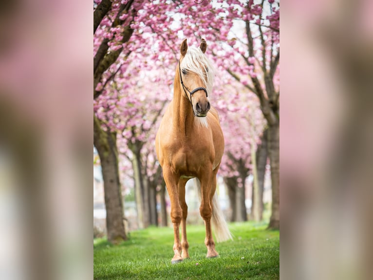 Andaluso Stallone 4 Anni 164 cm in Fijnaart