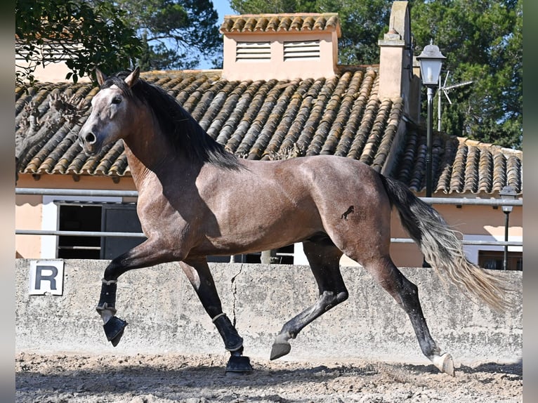 Andaluso Stallone 4 Anni 165 cm Grigio in Mallorca