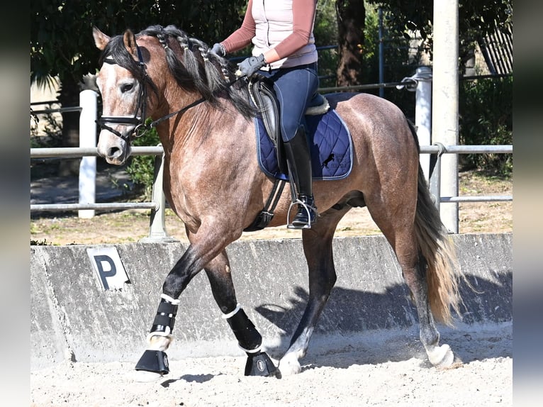 Andaluso Stallone 4 Anni 165 cm Grigio in Mallorca