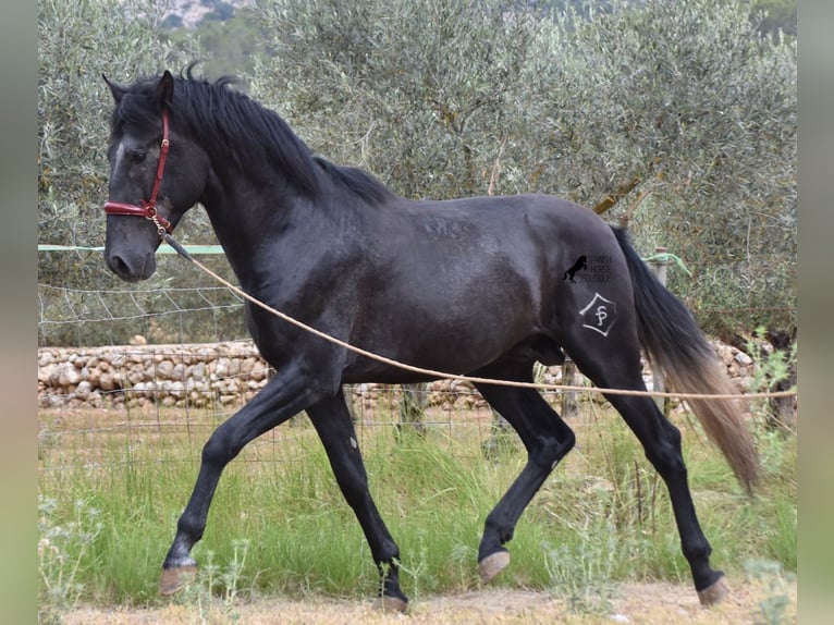 Andaluso Stallone 4 Anni 165 cm Grigio in Mallorca