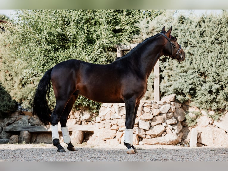 Andaluso Stallone 4 Anni 166 cm Baio scuro in EspirdoTizneros