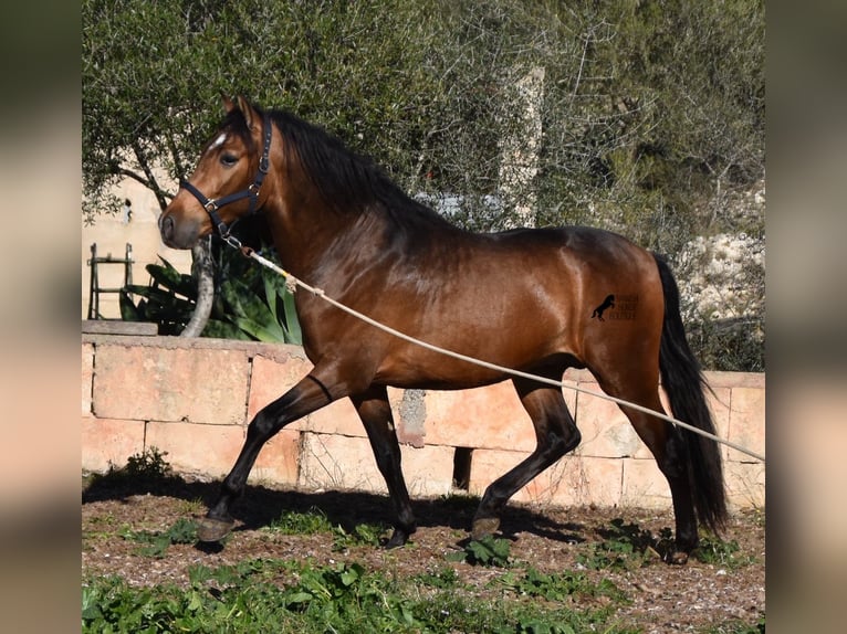 Andaluso Stallone 4 Anni 166 cm Falbo in Mallorca