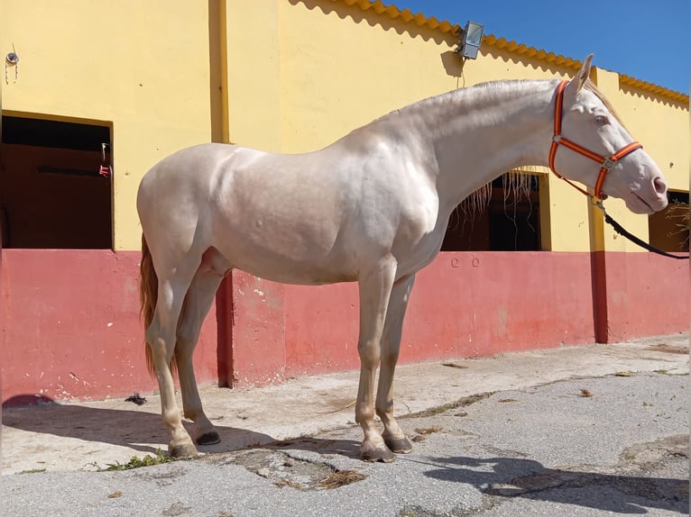 Andaluso Stallone 4 Anni 167 cm Perlino in Terrassa