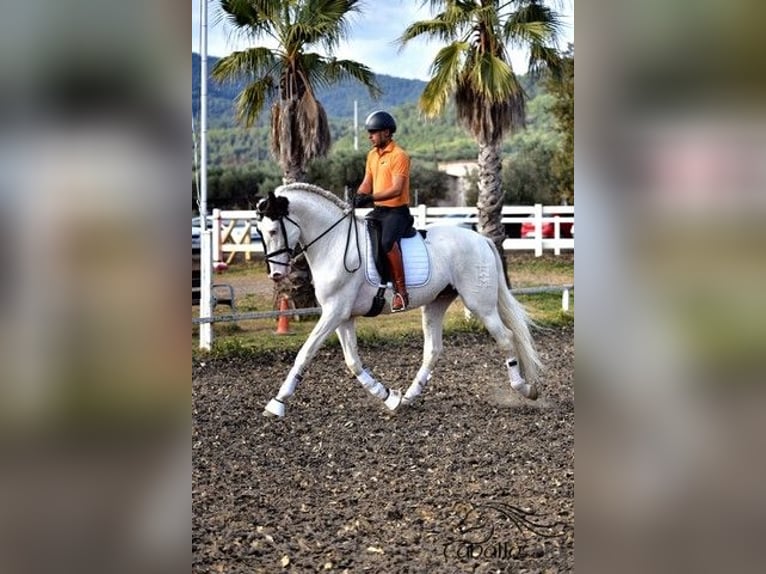 Andaluso Stallone 4 Anni 168 cm Pezzato in Barcelona