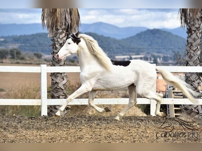 Andaluso Stallone 4 Anni 168 cm Pezzato in Barcelona