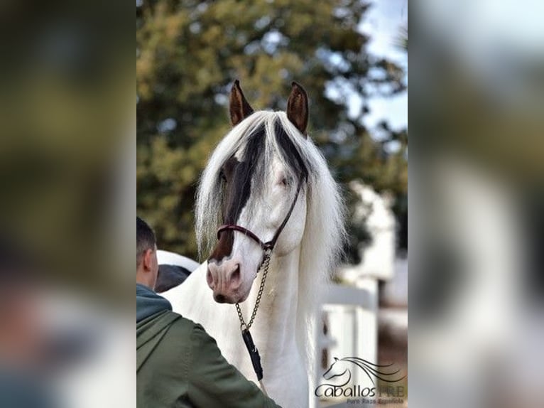 Andaluso Stallone 4 Anni 168 cm Pezzato in Barcelona