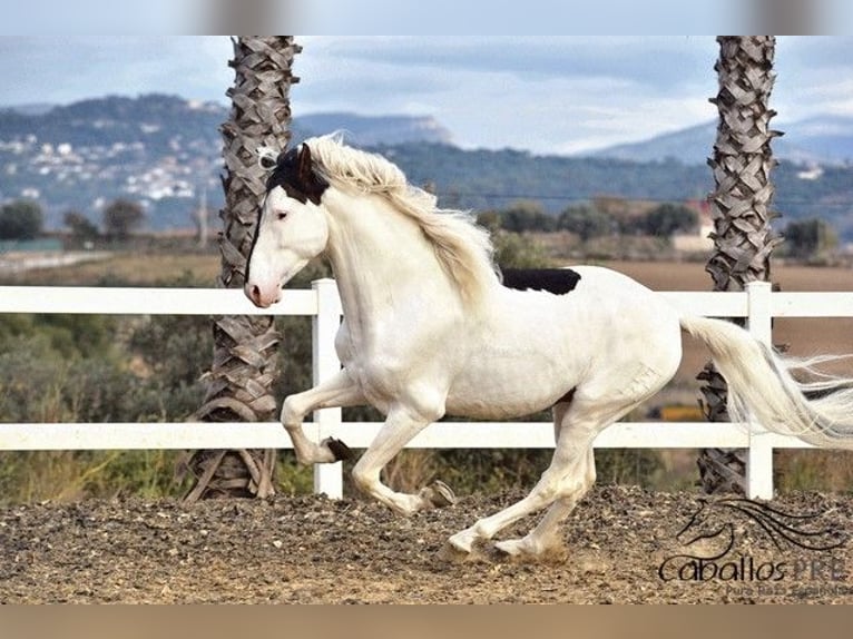 Andaluso Stallone 4 Anni 168 cm Pezzato in Barcelona