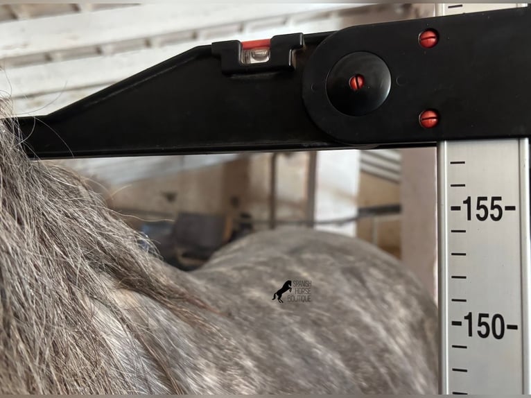 Andaluso Stallone 5 Anni 157 cm Grigio in Menorca