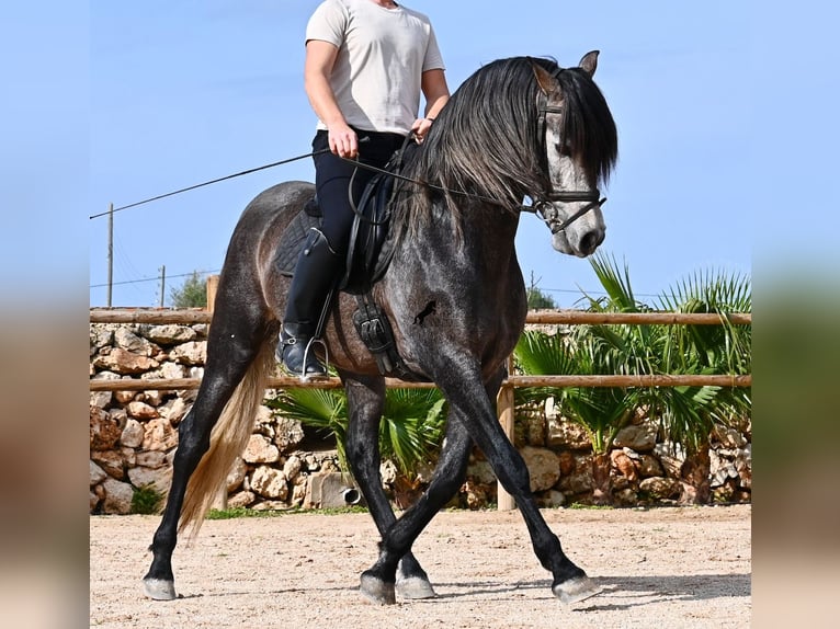 Andaluso Stallone 5 Anni 158 cm Grigio in Menorca